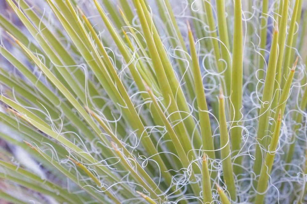 Utah, Glen Canyon NRA Close-up of a yucca plant